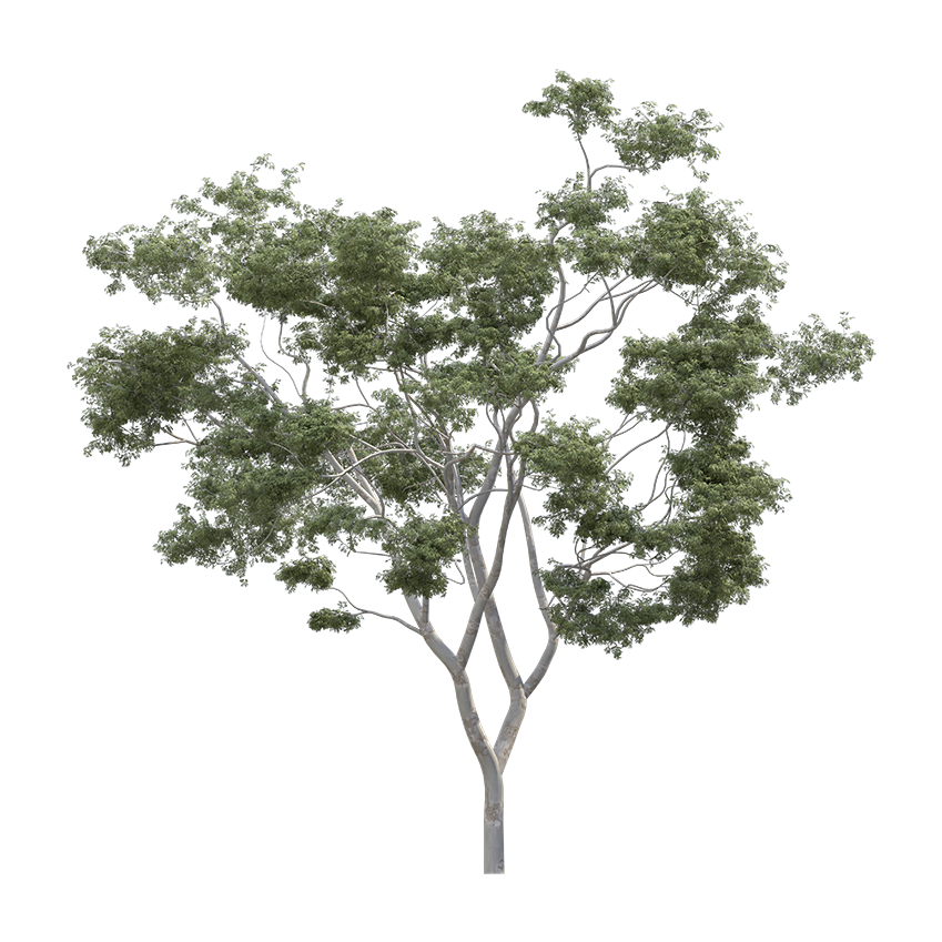 Corymbia aparrerinja - ghost gum tree